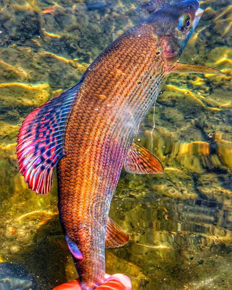 A brown trout resting in the landing net