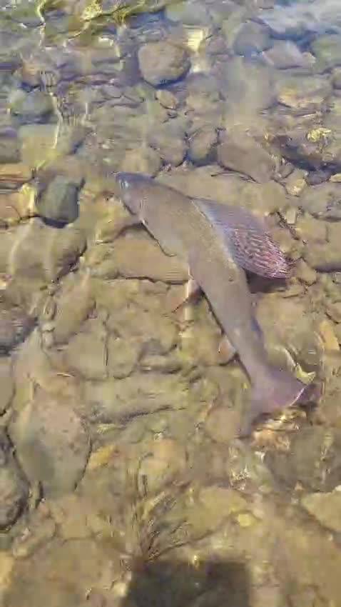 Releasing a grayling on the riverbed — video