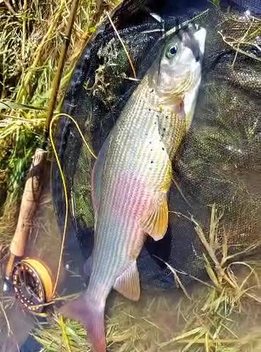 A grayling lifted from the landing net — video