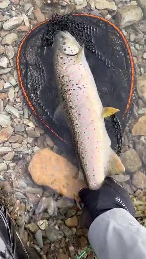 Lifting a spotted trout from the landing net — video