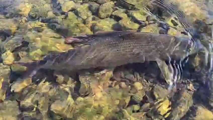 Releasing a fish back into the shallows — video