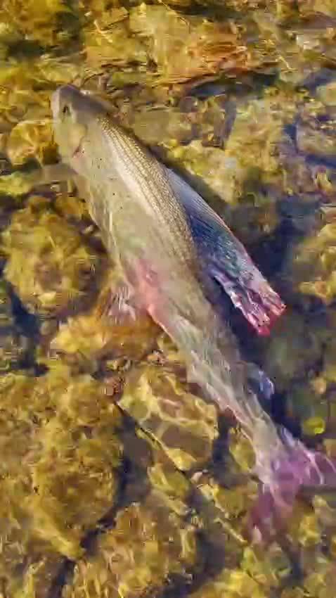 Releasing a grayling back into the shallows — video