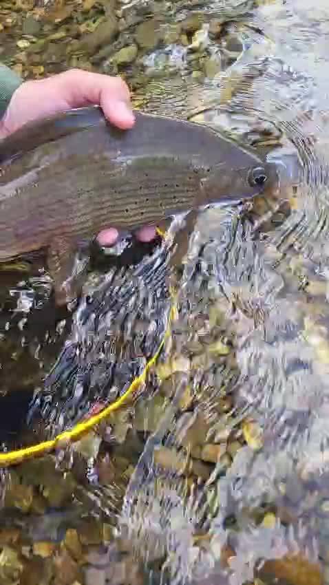 Releasing a grayling into the current — video