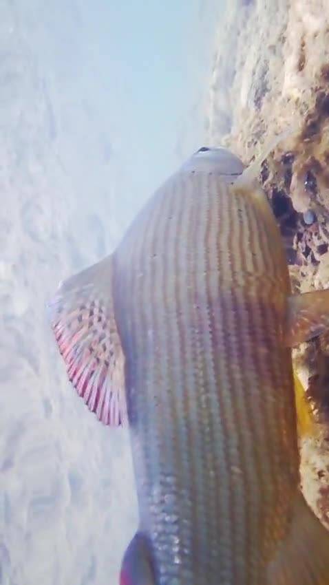 A grayling swimming along the riverbed — video