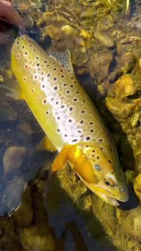 Releasing a brown trout back into the river — video