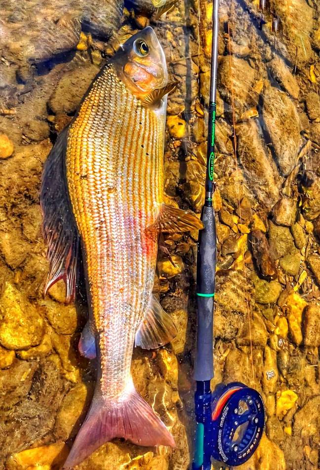 Grayling and gear