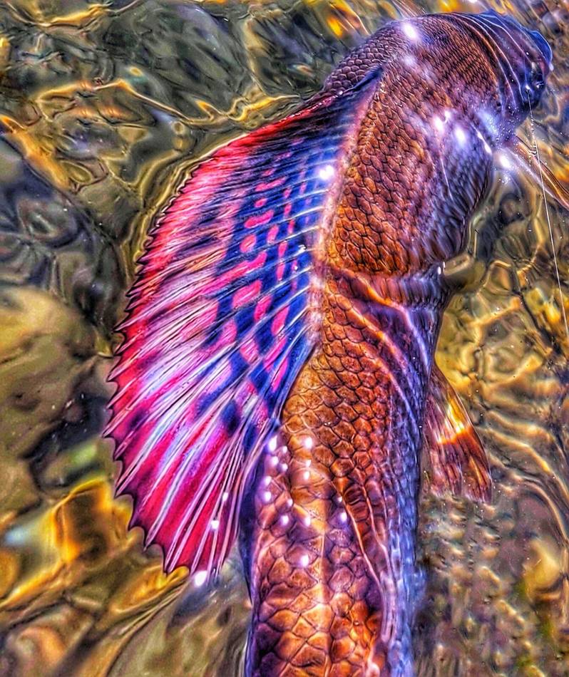 The colors of the grayling
