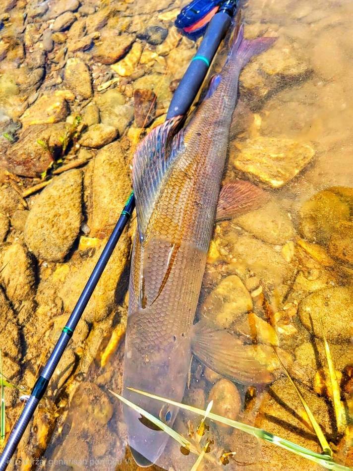Wading the Lim