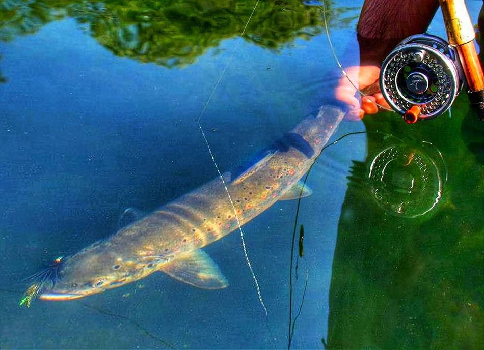 A catch on the Lim