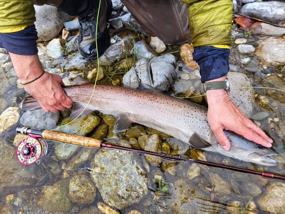 A good release on the Lim