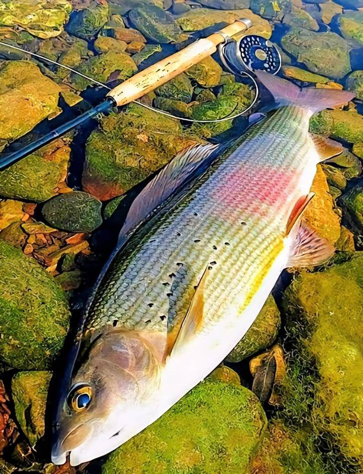 Chub from the Lim waters