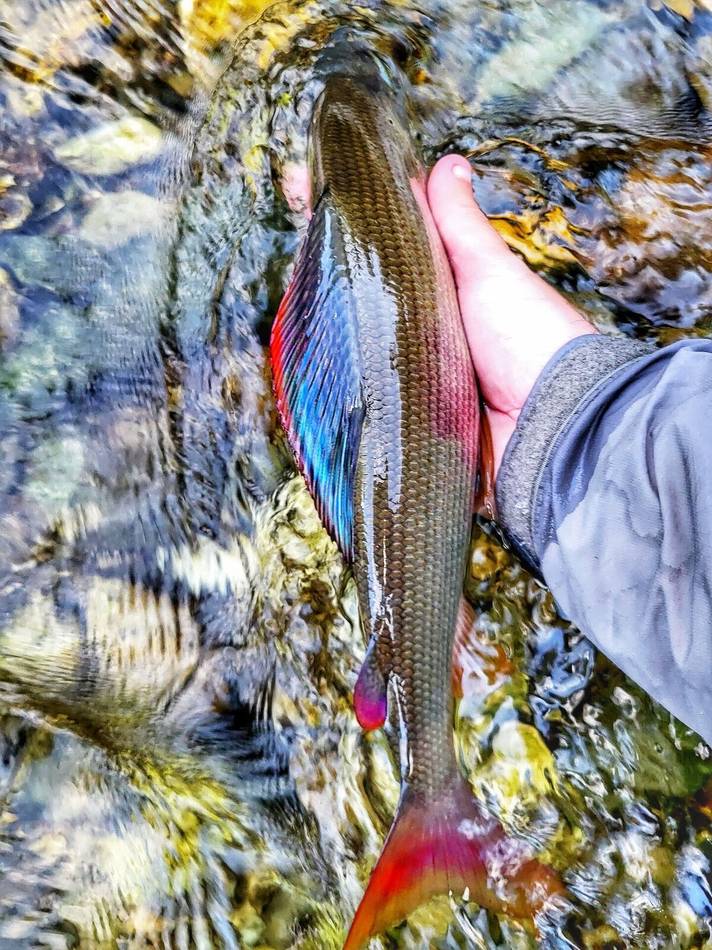 Brown trout from the Lim