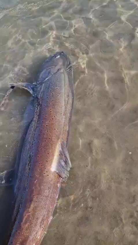 Fly fishing on the Lim — video