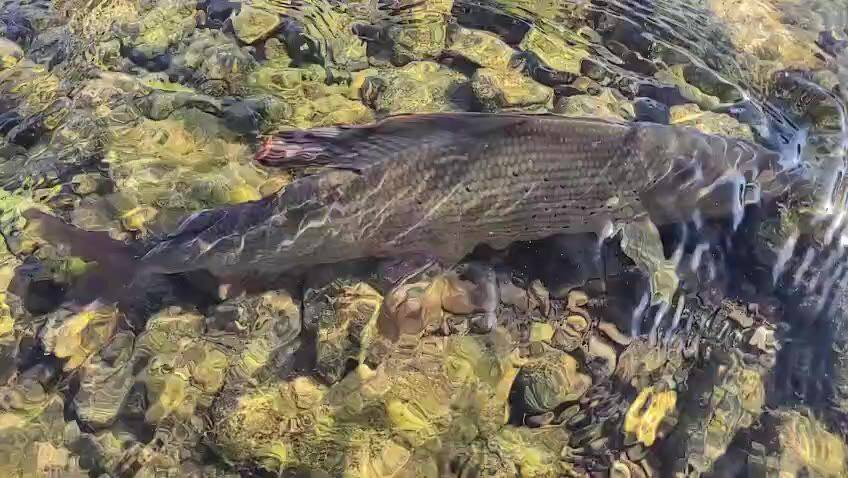 Fly fishing on the Lim — video