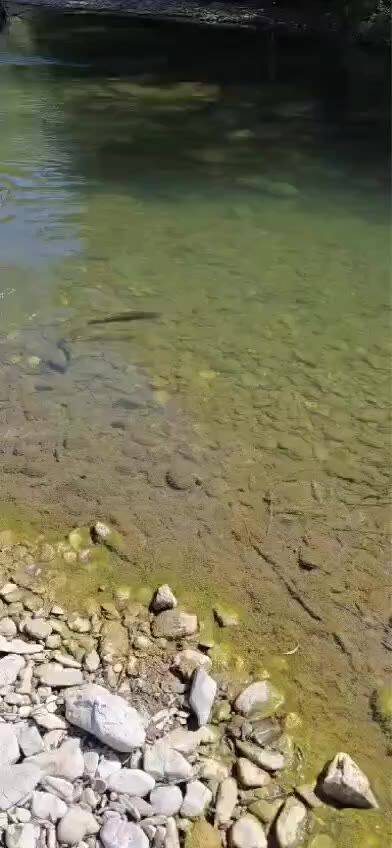 Fly fishing on the Lim — video
