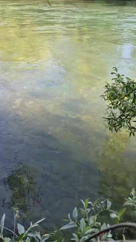 Fly fishing on the Lim — video