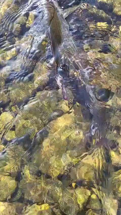Fly fishing on the Lim — video
