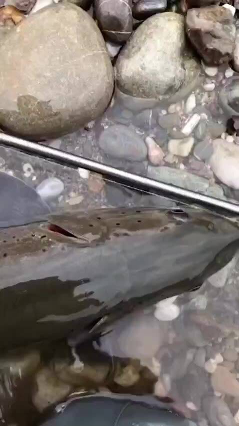 Fly fishing on the Lim — video
