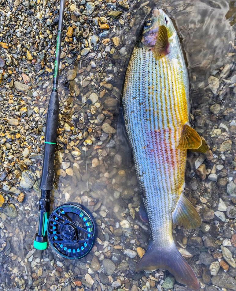 Grayling, rod and reel