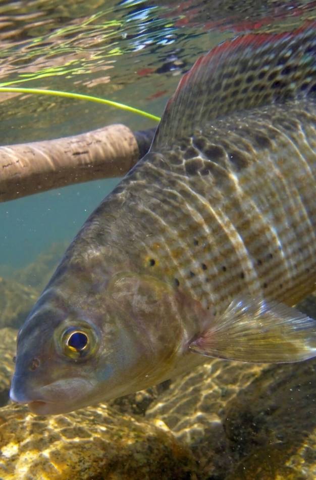 Eye to eye with a grayling on the Ljuča