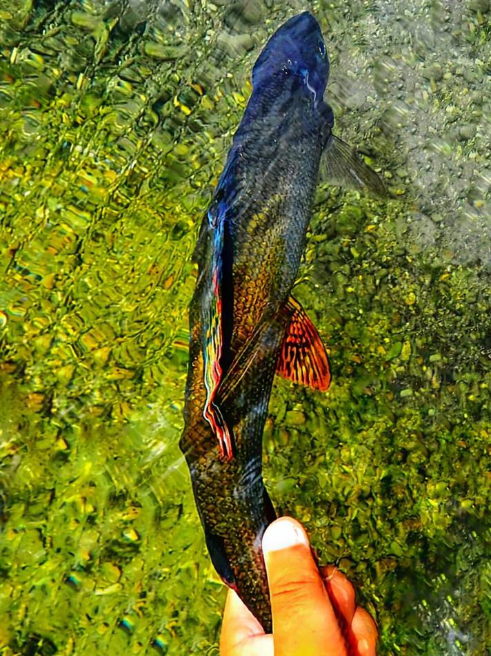 A grayling underwater on the Ljuča