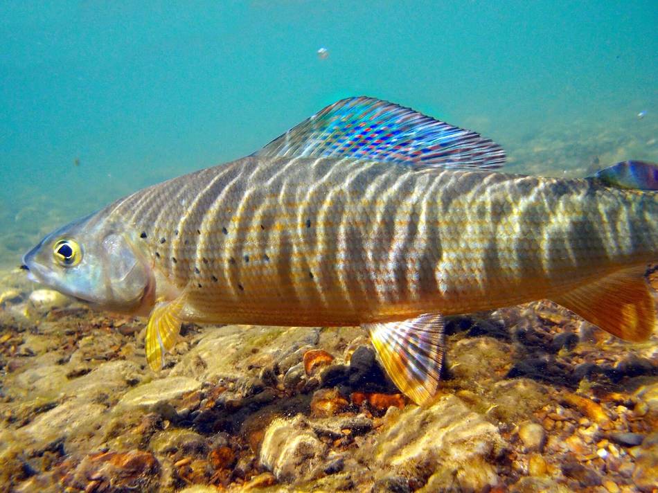 A grayling underwater on the Ljuča