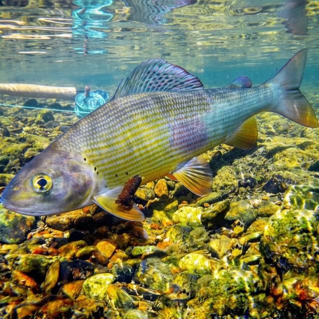 A grayling swimming just above the riverbed