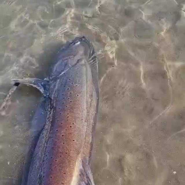 A huchen released back into the shallows