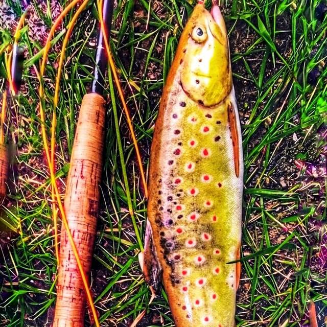 A brown trout with red spots resting beside the rod