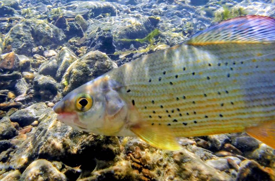 A closer look at a Tara river trout