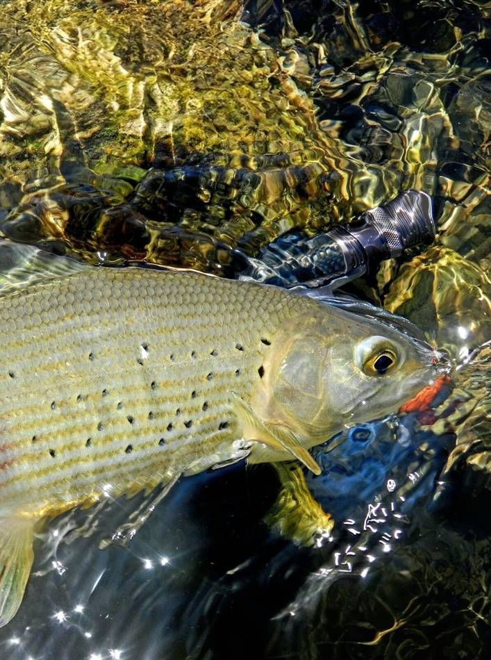 A grayling caught on the Tara