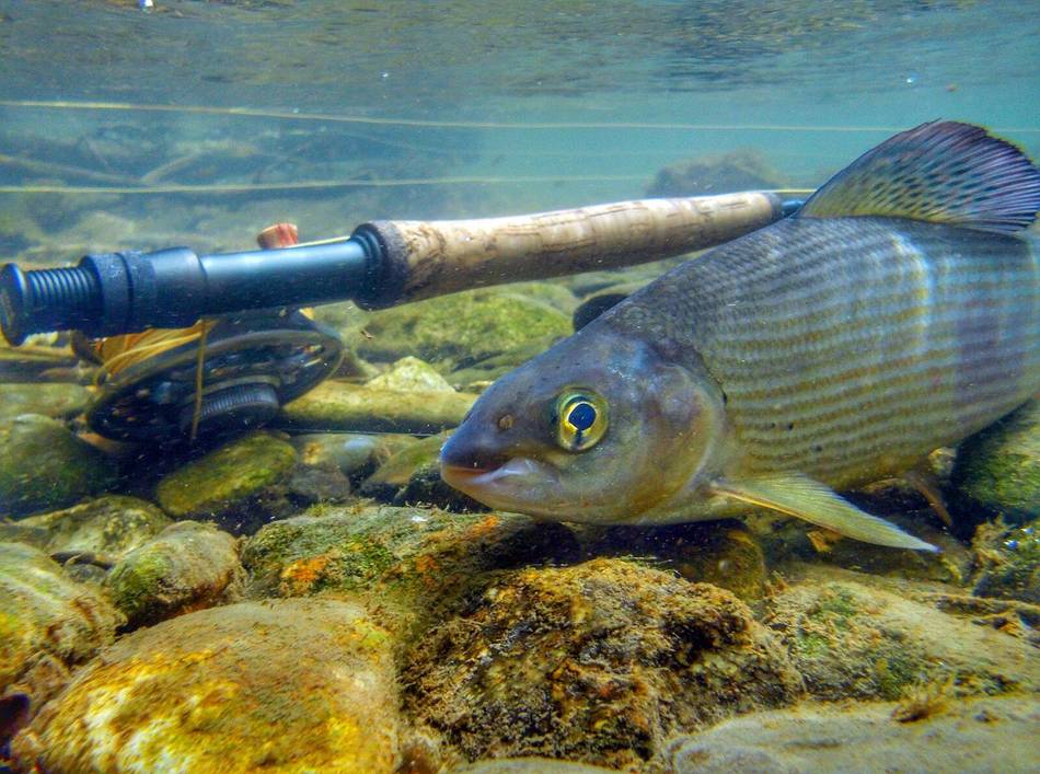 Eye to eye with a Tara river fish
